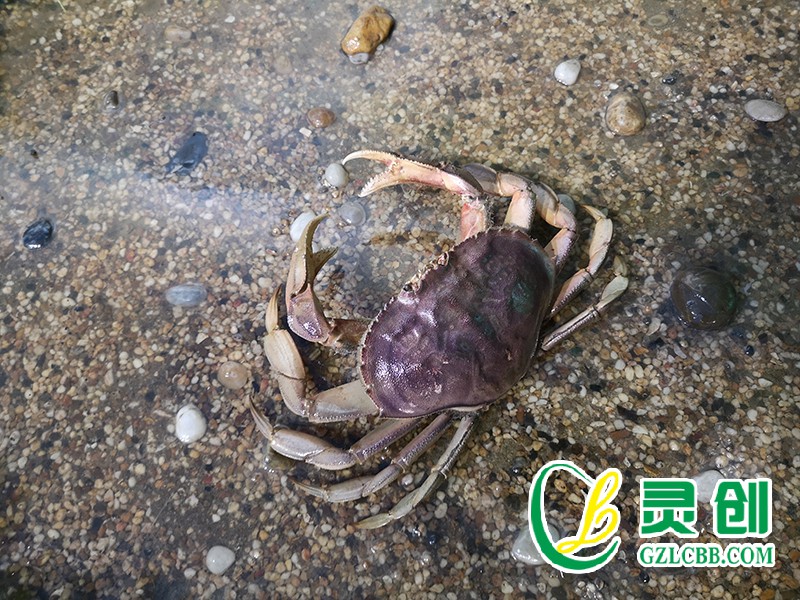 珍寶蟹標本